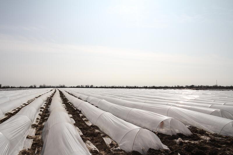 В ТУРКЕСТАНСКОЙ ОБЛАСТИ НАЧАЛАСЬ ПОСАДКА РАННИХ ОВОЩНЫХ КУЛЬТУР