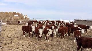 В Аксуатском районе растет число племенных хозяйств