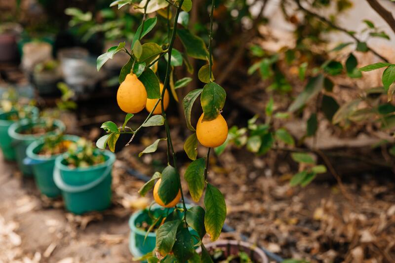 Айдарбек Сапаров проинспектировал ход модернизации Атырауского осетрового завода  