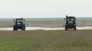 Более 1,4 млн га сельхозугодий обработано против саранчовых вредителей в Казахстане