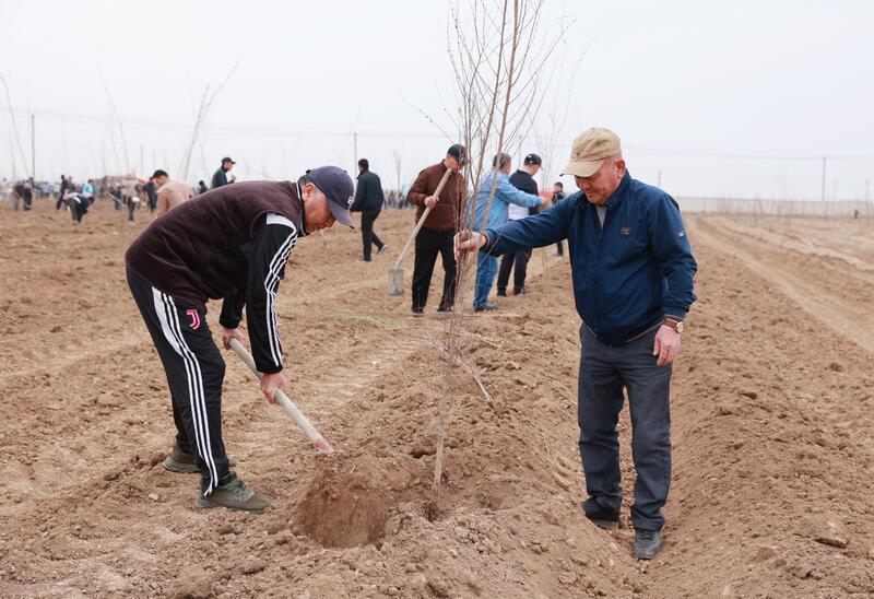 Таза Қазақстан: в Таразе высажено 10 тысяч деревьев