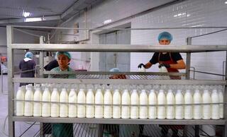 ТУРКЕСТАНСКАЯ КОМПАНИЯ ПЛАНИРУЕТ ЭКСПОРТИРОВАТЬ МОЛОЧНУЮ ПРОДУКЦИЮ В СТРАНЫ ЦЕНТРАЛЬНОЙ АЗИИ