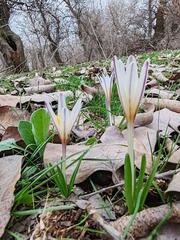 В ТУРКЕСТАНСКУЮ ОБЛАСТЬ ВЕРНУЛИСЬ ПТИЦЫ НАУРЫЗЕК И РАСЦВЕЛИ ПОДСНЕЖНИКИ