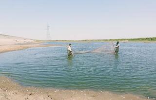 С начала года в Жайык-Каспийском бассейне спасено и выпущено в природную среду свыше 34,5 млн мальков рыбы