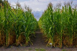 В Алматинской области активно продолжаются работы по уборке урожая