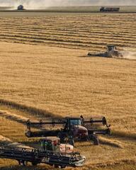 11,6 млн тонн зерновых намолочено в Казахстане