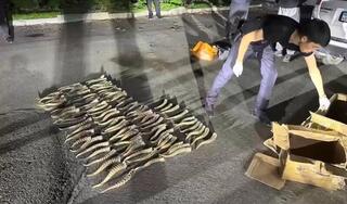 Ущерб на сотни миллионов: в Текели пресечен незаконный сбыт рогов сайгака