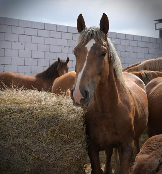 Аким области Асаин Байханов посетил с рабочей поездкой Щербактинский район