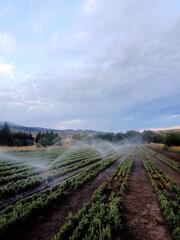 В Алматинской области активно ведётся работа по увеличению лесного фонда