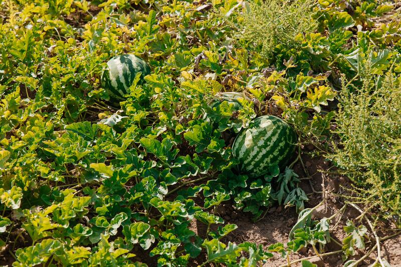 В Индерайском районе готовятся 62 тысячи тонн сена и 1 300 га зерновых для зимнего периода