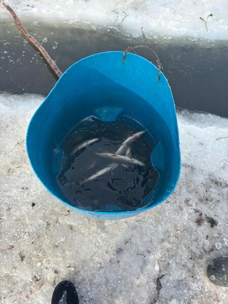 В Северо-Казахстанской области проводятся мероприятия по аэрации озёр с целью предотвращения замора рыбы