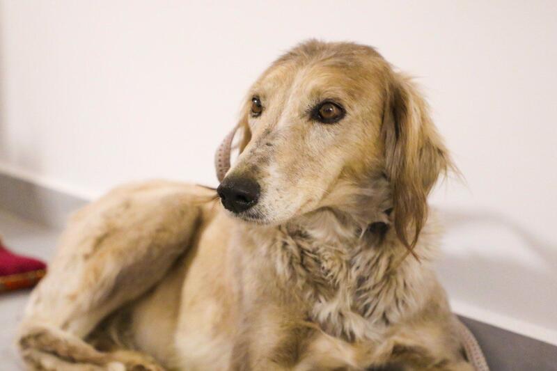 «Наурызнама-2026»: показательное выступление по национальным видам спорта состоится в Астане