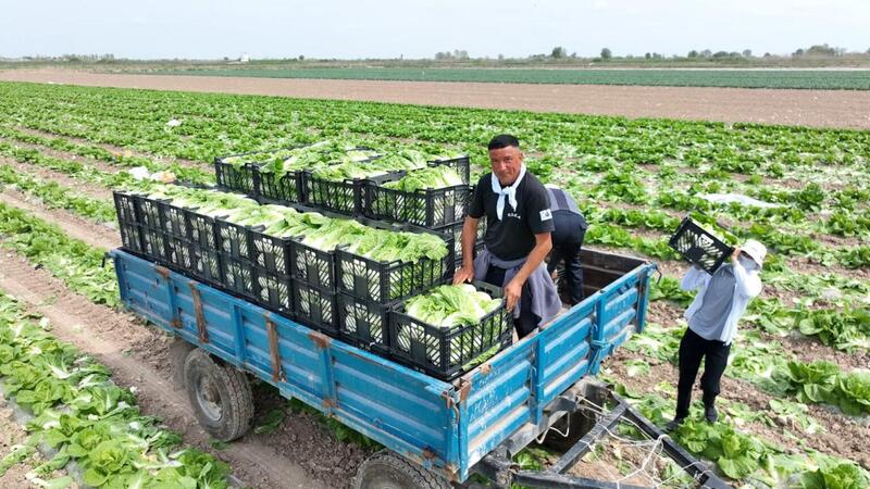 Аграрии Туркестанской области экспортировали в Россию раннеспелую капусту