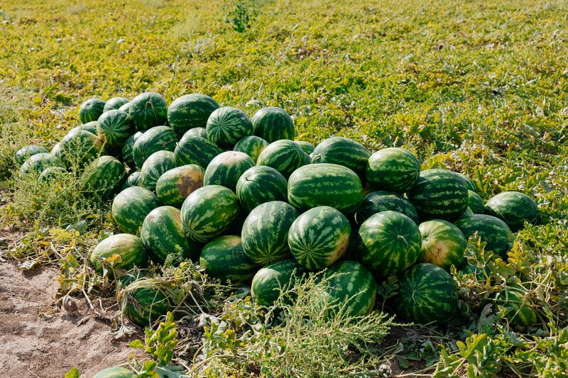 В Атырауской области объём производства сельскохозяйственной продукции достиг 116,8 млрд тенге