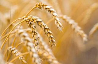 16,6 млн тонн зерновых намолочено в Казахстане