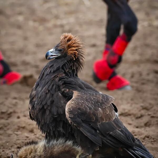 В Актобе отметили День «Салбурын», посвященный национальным видам спорта