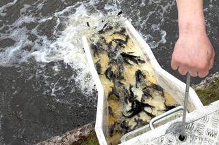 1 млн сеголетков карпа выпущены в Сергеевское водохранилище