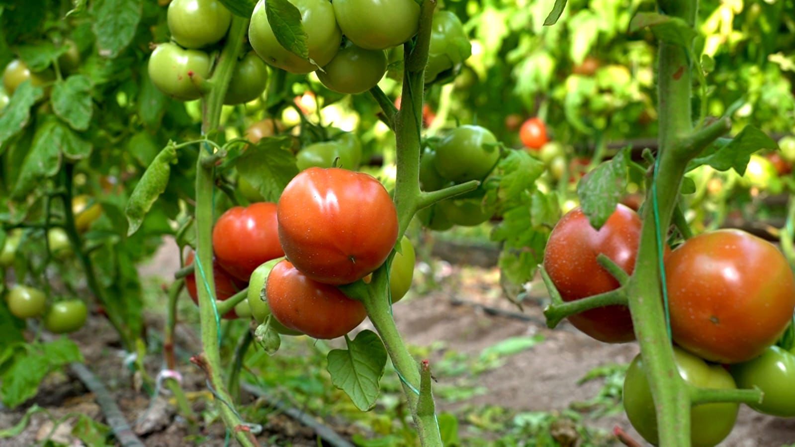 В ТУРКЕСТАНСКОЙ ОБЛАСТИ В ЯНВАРЕ СОЗРЕЛИ ПОМИДОРЫ