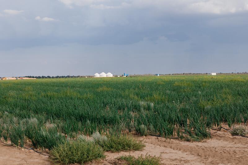 В Индерайском районе готовятся 62 тысячи тонн сена и 1 300 га зерновых для зимнего периода