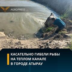 Касательно гибели рыбы на Теплом канале в городе Атырау