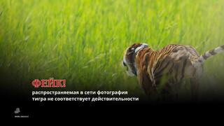 ФЕЙКОВАЯ ИНФОРМАЦИЯ! Распространяемая фотография тигра не соответствует действительности