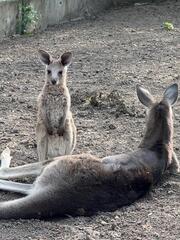 Кенгуро-бэби-бум в Алматинском зоопарке: родились сразу три малыша