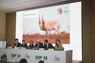 Признание и развитие успеха трансграничного сотрудничества по восстановлению антилопы сайгака в Центральной Азии