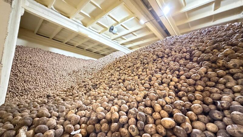 В Степногорске расширяется производство картофеля