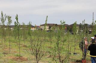 Акция «Со вкусом апорта»: в Медеуском районе Алматы появилось более 220 яблонь
