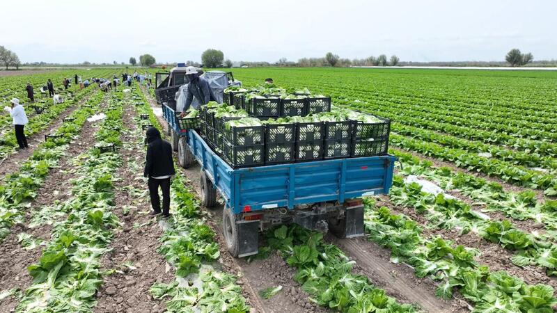 Аграрии Туркестанской области экспортировали в Россию раннеспелую капусту