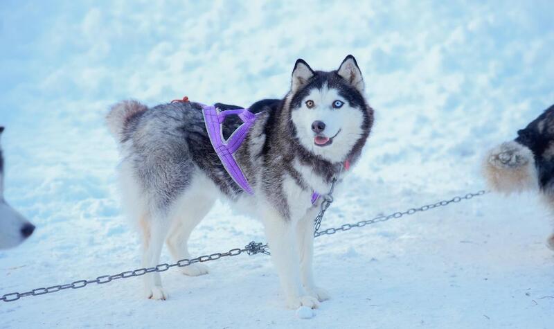 В ВКО официально открыт зимний туристский сезон