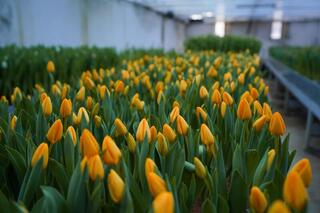 В ТУРКЕСТАНЕ В БОТАНИЧЕСКОМ САДУ УНИВЕРСИТЕТА ЗАЦВЕЛИ ТЮЛЬПАНЫ