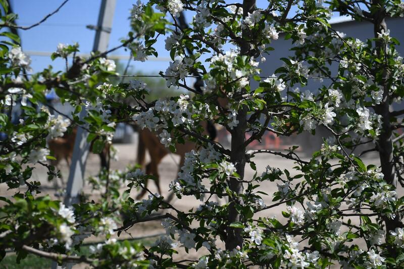 Яблоневые сады Алматинской области: от цветения к богатому урожаю