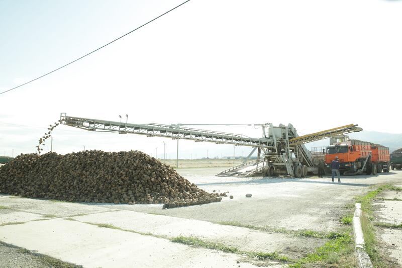 Аксуский сахарный завод приступил к приемке свеклы на переработку