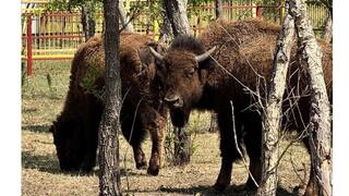 Молодых бизонов купил карагандинский зоопарк
