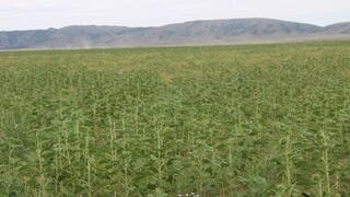 Новый аграрный вектор: в Каркаралинском районе занялись выращиванием подсолнечника