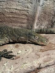 В Алматинском зоопарке поселились гигантские ящерицы из Новой Гвинеи