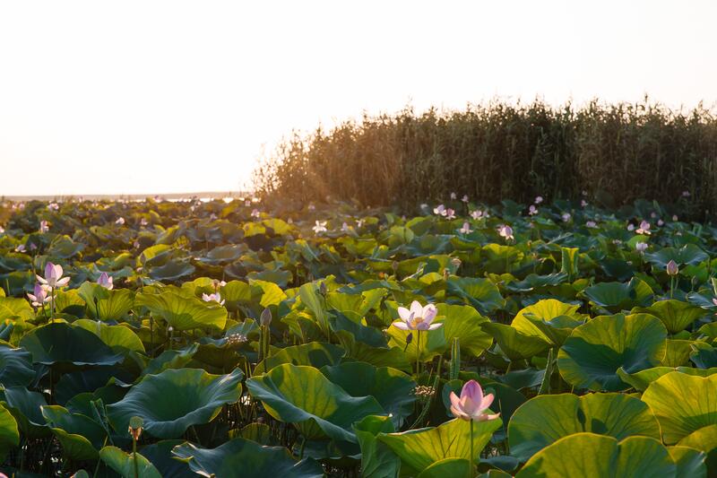 В Атырауской области стартовал международный фестиваль «LOTUS FEST – 2025»