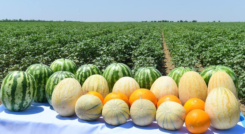 ИТОГИ ГОДА: ТУРКЕСТАНСКАЯ ОБЛАСТЬ СТАЛА ЛИДЕРОМ В РЕСПУБЛИКЕ ПО ОБЪЁМУ СЕЛЬСКОХОЗЯЙСТВЕННОЙ ПРОДУКЦИИ