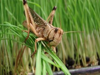 В 14 регионах Казахстана от саранчовых вредителей обработано более 464 тыс. га