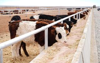 ТУРКЕСТАНСКАЯ ОБЛАСТЬ ЭКСПОРТИРОВАЛА ЗА РУБЕЖ БОЛЕЕ 60 ТЫСЯЧ ТОНН МЯСА, СТАВ ЛИДЕРОМ В РЕСПУБЛИКЕ