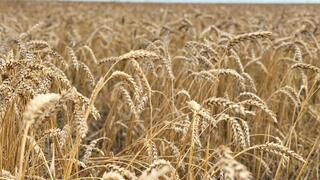 Айтылды — орындалды: Глубокая переработка зерновых культур становится драйвером агропромышленного роста Казахстана