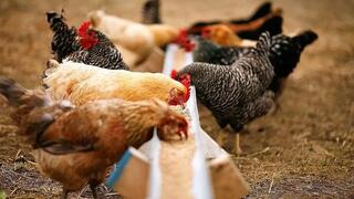 Самодекларация РК о статусе благополучия по высокопатогенному гриппу птиц одобрена ВОЗЖ