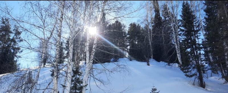В лесах ВКО за год высадили почти 16 миллионов саженцев