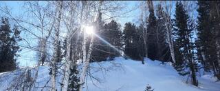 В лесах ВКО за год высадили почти 16 миллионов саженцев