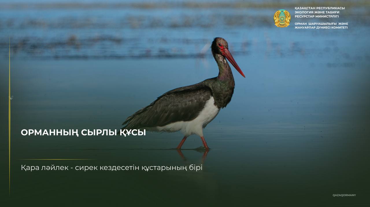 Черный аист: птица, которую нечасто увидишь