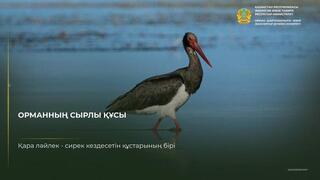 Черный аист: птица, которую нечасто увидишь
