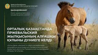 Историчекое событие в степях Центрального Казахстана родился первый жеребёнок лошади Пржевальского – успех международной программы реинтродукции