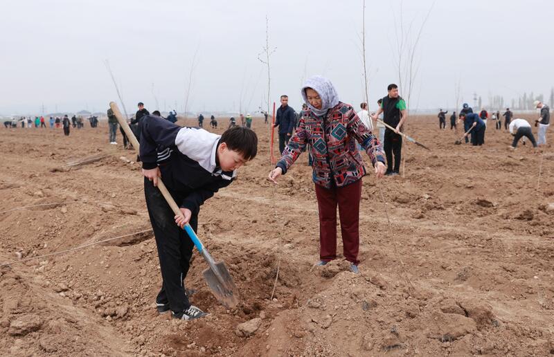 Таза Қазақстан: в Таразе высажено 10 тысяч деревьев