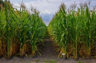 Алматинские фермеры собрали рекордный урожай зерна и кукурузы